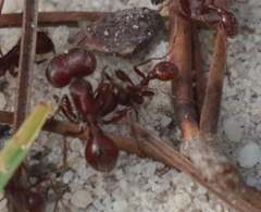 Pogonomyrmex badius