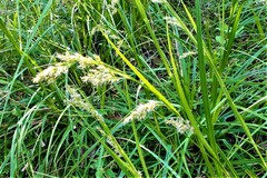 Carex zuluensis