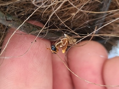 Philoponella congregabilis