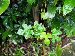 Ampelopsis glandulosa heterophylla