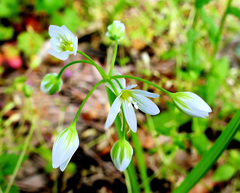 Allium pendulinum