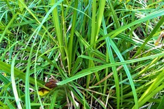 Carex zuluensis