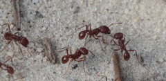 Pogonomyrmex badius