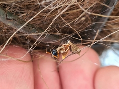 Philoponella congregabilis