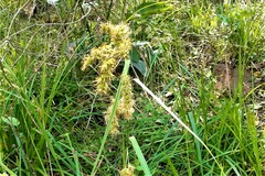 Carex zuluensis