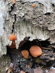 Tubifera