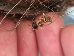 Philoponella congregabilis