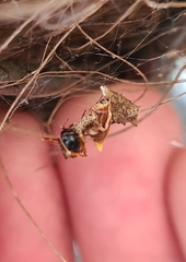 Philoponella congregabilis