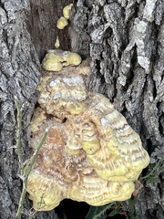 Laetiporus gilbertsonii