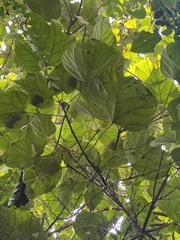 Vernicia fordii