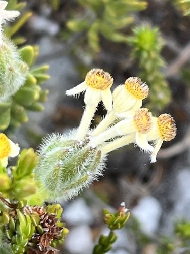 Image of Gnidia nana by (c) Charleen Brunke, some rights reserved (CC BY)