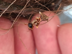 Philoponella congregabilis