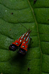 Tricyanaula aurantiaca