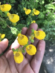 Calceolaria