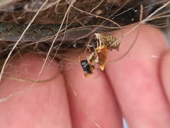 Philoponella congregabilis