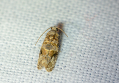 Lobesia botrana
