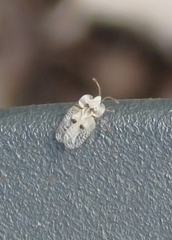 Corythucha ciliata
