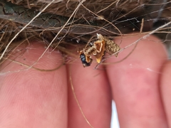 Philoponella congregabilis