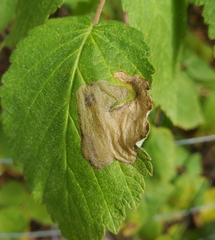 Metallus capitalis