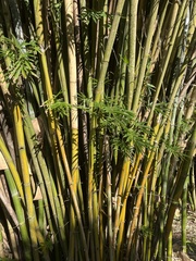 Bambusa malingensis