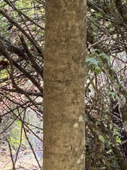 Vernicia fordii