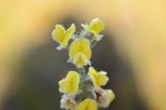 Aspalathus caledonensis