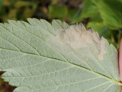 Metallus capitalis