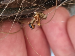 Philoponella congregabilis