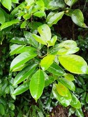 Turpinia ternata