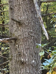 Aleurodiscus oakesii