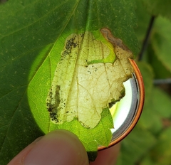 Metallus capitalis