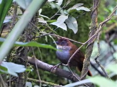 Clibanornis dendrocolaptoides