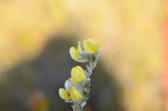 Aspalathus caledonensis