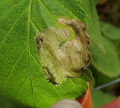 Metallus capitalis