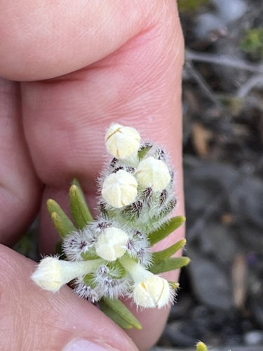 Image of Gnidia nana by (c) Charleen Brunke, some rights reserved (CC BY)