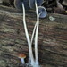 Psathyrella amarescens - Photo (c) maricel patino, μερικά δικαιώματα διατηρούνται (CC BY-NC), uploaded by maricel patino