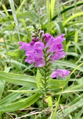 Physostegia virginiana