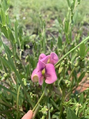 Sphenostylis angustifolia