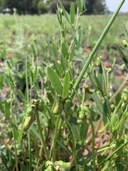Sphenostylis angustifolia