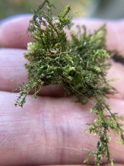 Kindbergia praelonga