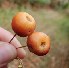 Malus
