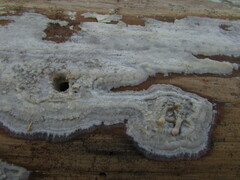 Radulomyces confluens