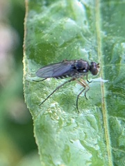 Dolichopodinae