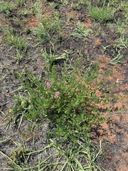 Sphenostylis angustifolia
