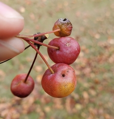 Malus