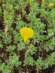 Ononis ramosissima, photograph Joe Carmichael, CC0, iNaturalist via GBIF