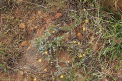 Leysera gnaphalodes