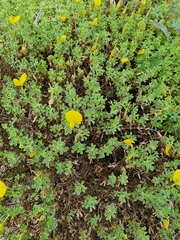 Ononis ramosissima, photograph Joe Carmichael, CC0, iNaturalist via GBIF