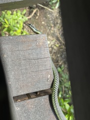 Chrysopelea paradisi