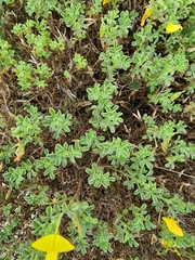 Ononis ramosissima, photograph Joe Carmichael, CC0, iNaturalist via GBIF